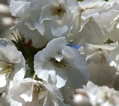 Shirotae Japanese Flowering Cherry Plants