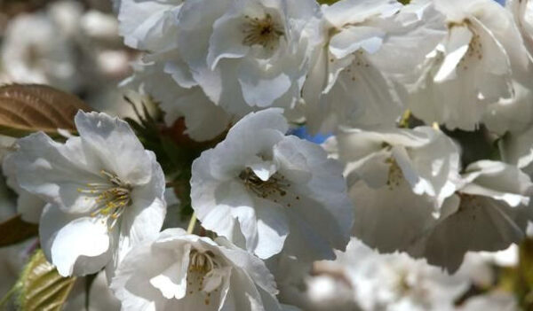 Shirotae Japanese Flowering Cherry Plants