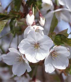 Snow Goose Japanese Flowering Cherry Plants