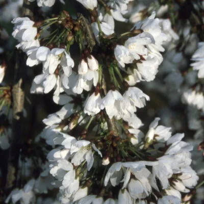 Snowshowers Japanese Flowering Cherry Plants