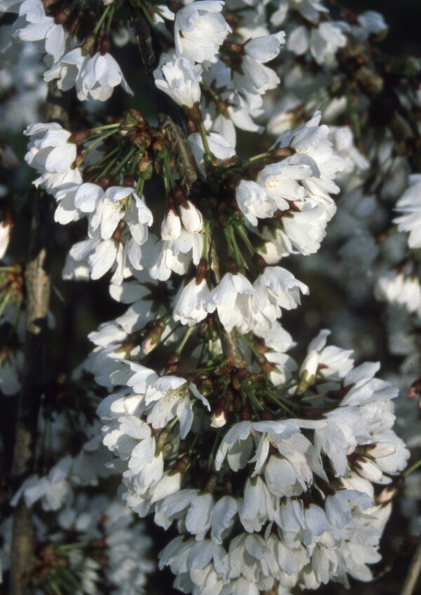 Snowshowers Japanese Flowering Cherry Plants