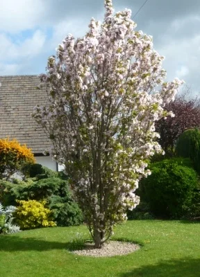 Spire Japanese Flowering Cherry Plants