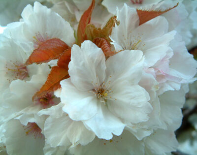 Tai Haku Japanese Flowering Cherry Plants