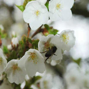 Umineko Japanese Flowering Cherry Plants