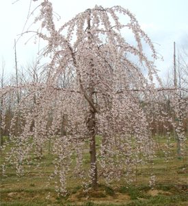 Weeping Yoshino Japanese Flowering Cherry Plants