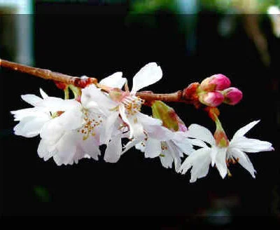 Prunus Autumnalis Japanese Flowering Cherry Plants