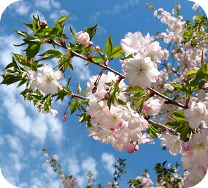 Prunus Autumnalis Rosea Japanese Flowering Cherry Plants