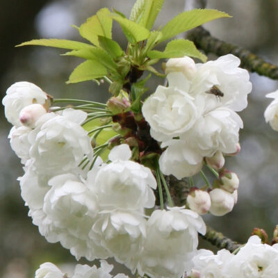 Prunus Avium Plena Japanese Flowering Cherry Plants