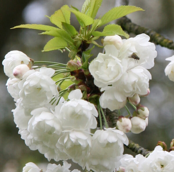 Prunus Avium Plena Japanese Flowering Cherry Plants
