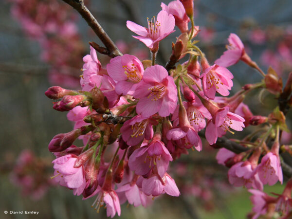 Kursar Japanese Flowering Cherry Plants