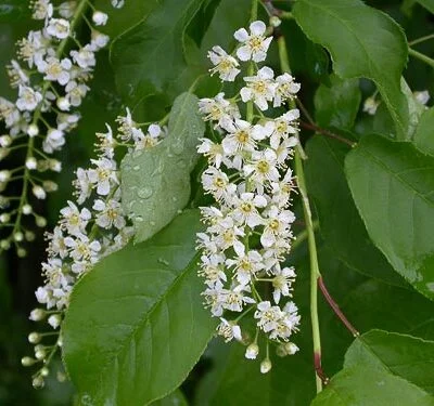 Prunus Padus Japanese Flowering Cherry Plants