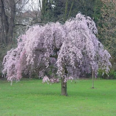 Prunus Pendular Rubra Japanese Flowering Cherry Plants