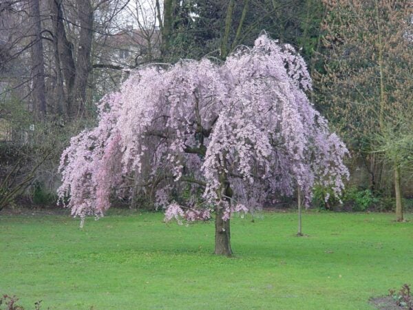 Prunus Pendular Rubra Japanese Flowering Cherry Plants