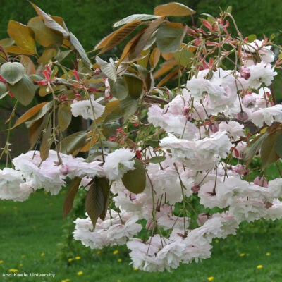 Shirofugen Japanese Flowering Cherry Plants