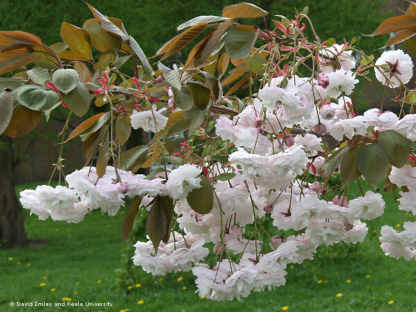 Shirofugen Japanese Flowering Cherry Plants