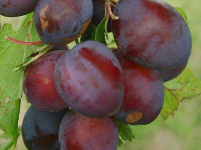 Purple Pershore Plum Trees