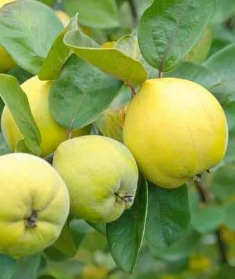 Le Bourgeaut Quince Trees