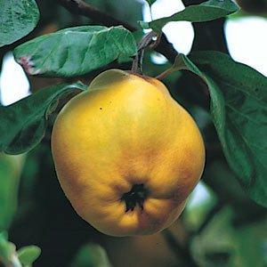 quince fruit