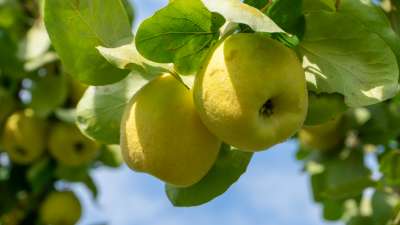 Quince Patio Gold