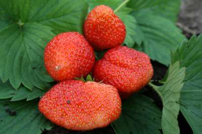 Rabunda Strawberry Plants