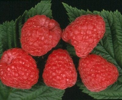 Augusta Raspberry Bushes