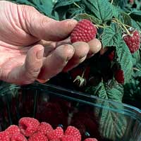 Autumn Bliss Raspberry Bushes