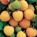 Fallgold Raspberry Bushes