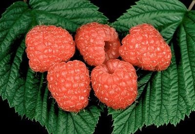 Glen Rosa *new* Raspberry Bushes