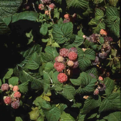 Purple Raspberry Glencoe Raspberry Bushes