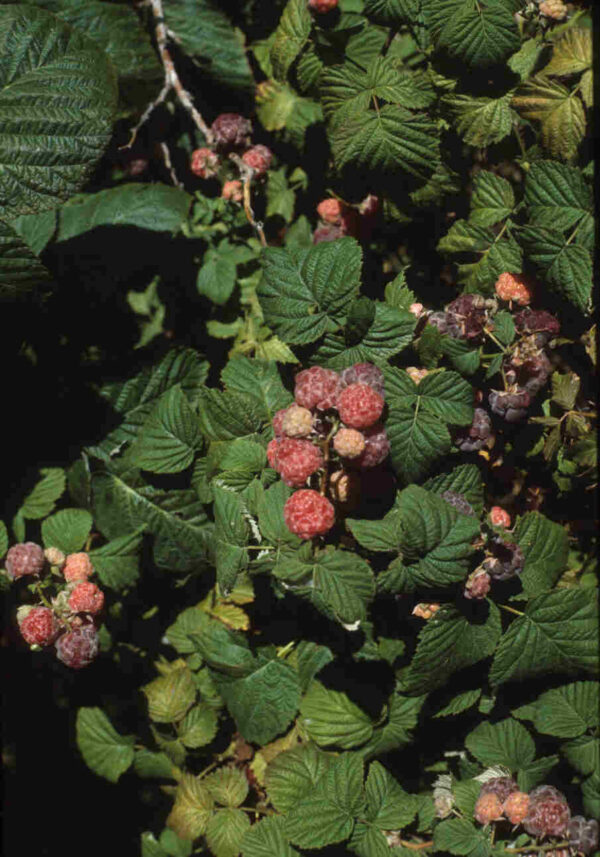Purple Raspberry Glencoe Raspberry Bushes