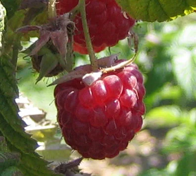 Heritage Raspberry Bushes
