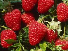 Joan Squire Raspberry Bushes