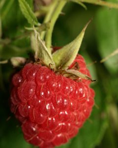 Malling Admiral Raspberry Bushes