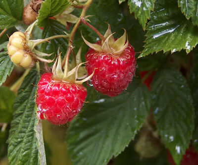 Malling Promise Raspberry Bushes