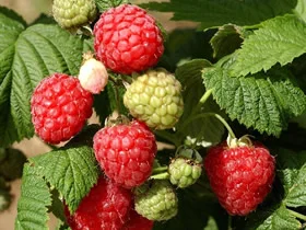 Introducing Octavia - The New August Conqueror Raspberry Bushes