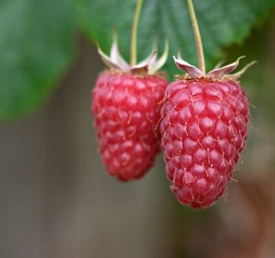 Tulameen Raspberry Bushes