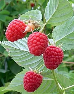 Raspberries ripe to pick