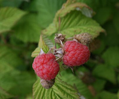 Zeva Raspberry Bushes