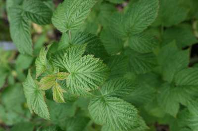 Malling Joy Raspberry Canes