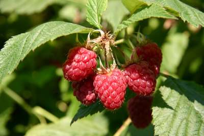 Malling Exploit Raspberry Canes