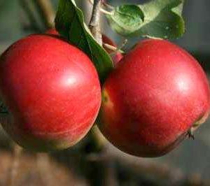 Red Devil Apple Trees
