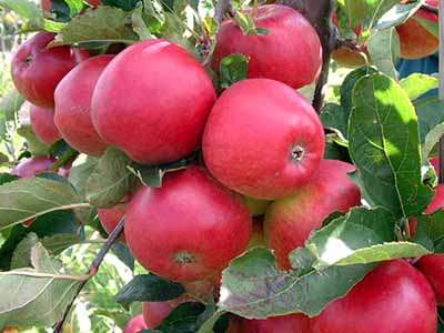 Red Falstaff Apple Trees