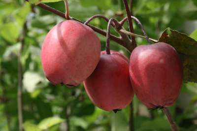 Red Obelisk Crab Apple Trees