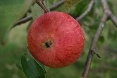 Red Pixie Apple Trees