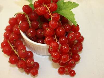 Red Versailles Redcurrant Bush