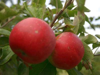 Red Windsor Apple Trees