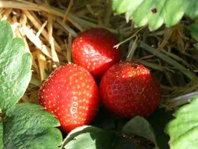 Red Gauntlet Strawberry Plants