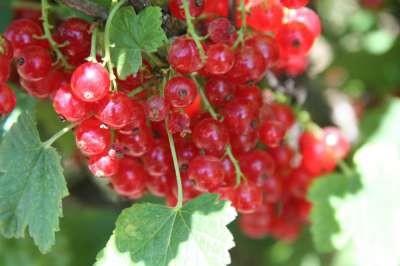 Karlstein Red Redcurrant bush