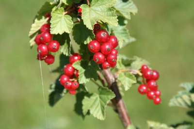 Moores Ruby Redcurrant bushes