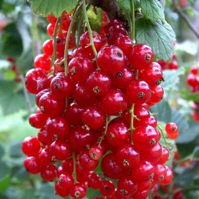 Cherry Redcurrant bush